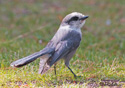 Perisoreus canadensis